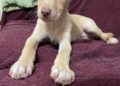 cachorros-protectora-buscan-adopcion-4