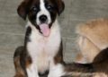 cachorros-protectora-buscan-adopcion-5