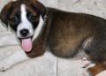 cachorros-protectora-buscan-adopcion-6