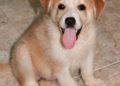 cachorros-protectora-buscan-adopcion-7