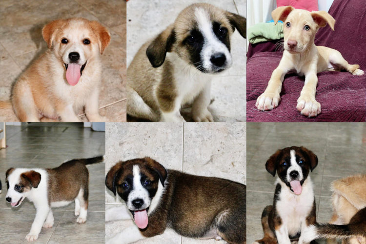 cachorros-protectora-buscan-adopcion