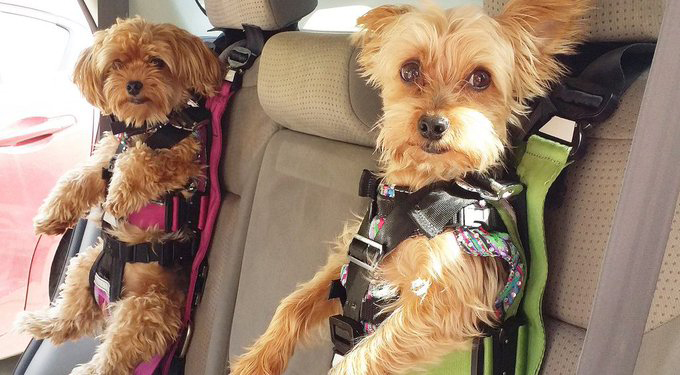 como-llevar-perro-coche-multa