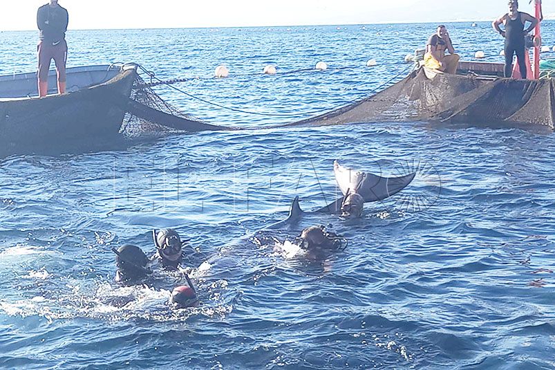 emocionante-rescate-rorcual-aliblanco-aguas-ceuta-1