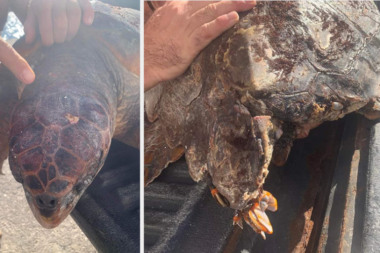 fracturas-caparazon-tortuga-boba