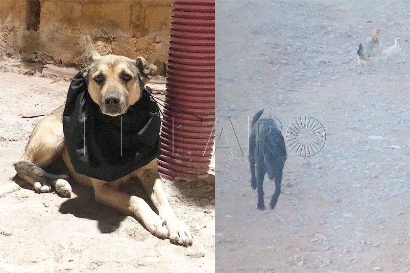 perros-callejeros-atemorizan-vecinos-arcos-quebrados
