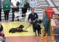 perros-guia-once-personas-ciegas-14