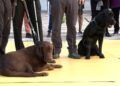 perros-guia-once-personas-ciegas-4