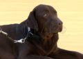 perros-guia-once-personas-ciegas-6