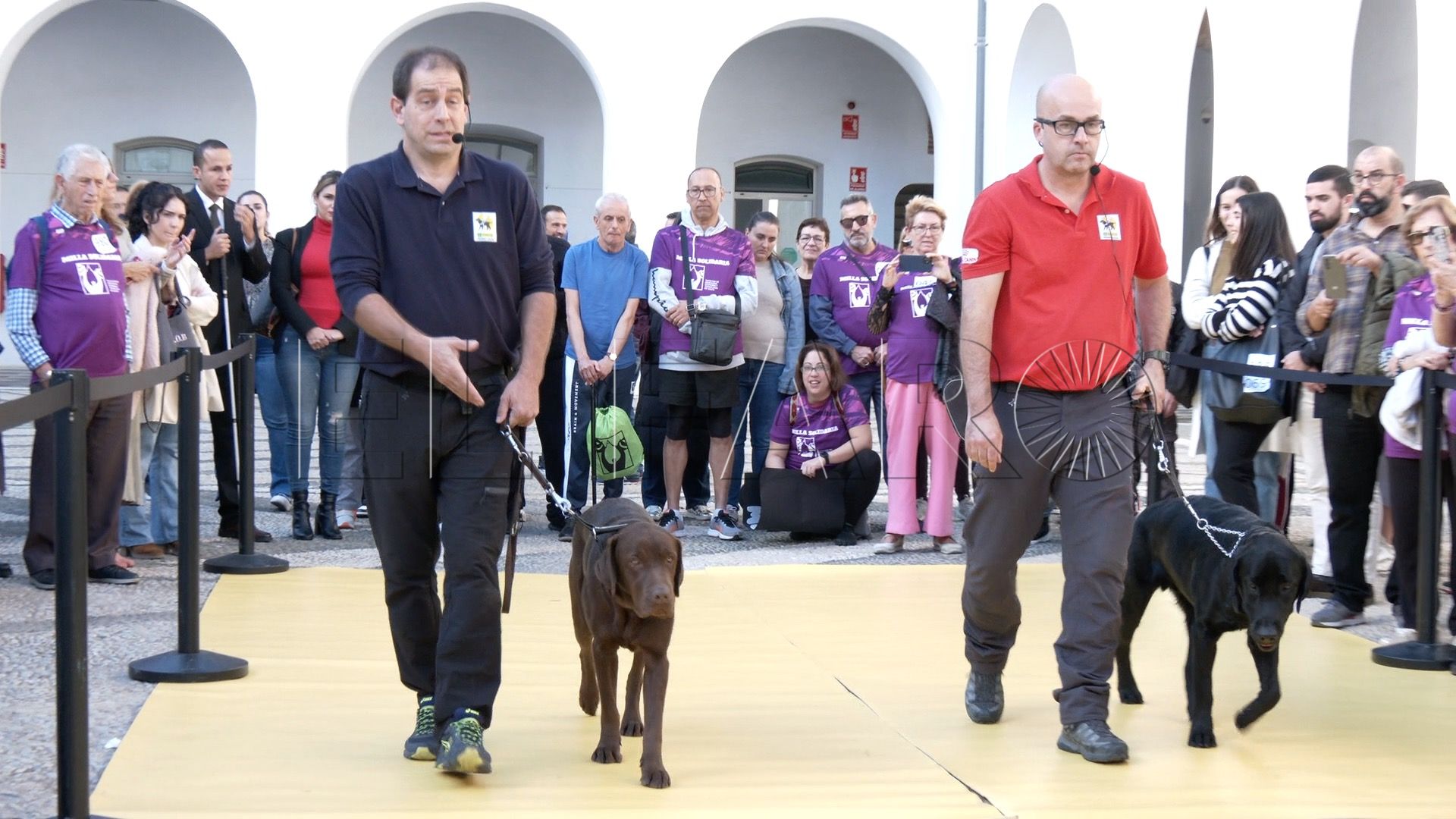perros-guia-once-personas-ciegas-7