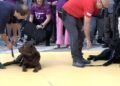 perros-guia-once-personas-ciegas-8