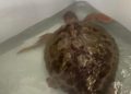 tortugas-bobas-rescatadas-cecam-5