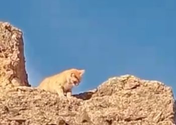 historia-rescate-icaro-gato-atrapado-murallas-merinies
