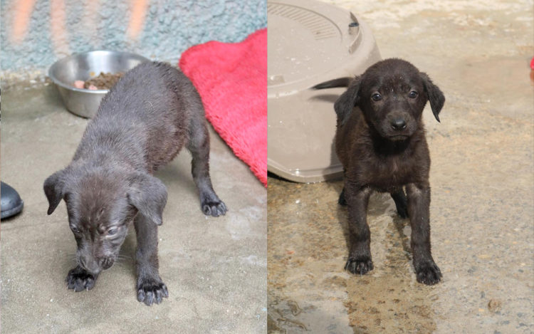 cachorros-abandonados-protectora
