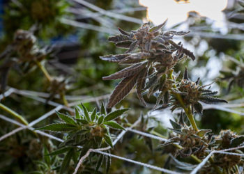cannabis
