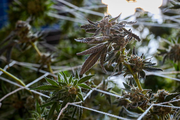 cannabis