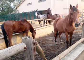 cortijo-hipica-caballos-riesgo-instalaciones-indignas-icd-002-portada