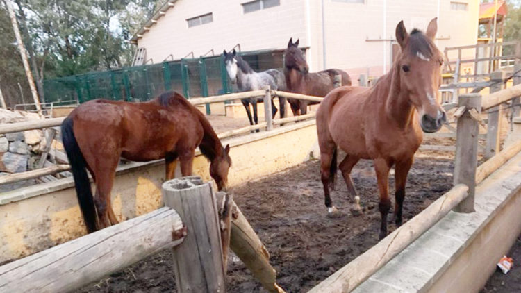 cortijo-hipica-caballos-riesgo-instalaciones-indignas-icd-002-portada