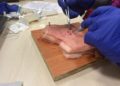 curso-ingesa-sutura-estetica-heridas-traumaticas-4
