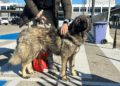 floky-perro-adoptado-protectora-1