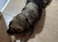 floky-perro-adoptado-protectora-2