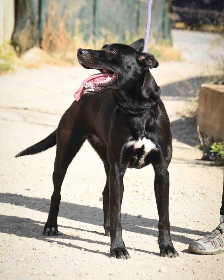gina-busca-adopcion-protectora