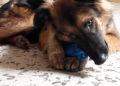 makura-perro-adoptado-protectora-2