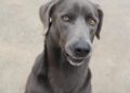 sauron-perros-buscan-adopcion-protectora-1