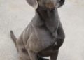 sauron-perros-buscan-adopcion-protectora-2