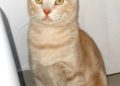 bambu-gato-protectora-busca-familia-1