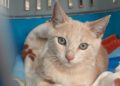 bambu-gato-protectora-busca-familia-2