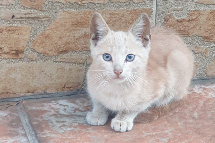 bambu-gato-protectora-busca-familia-3