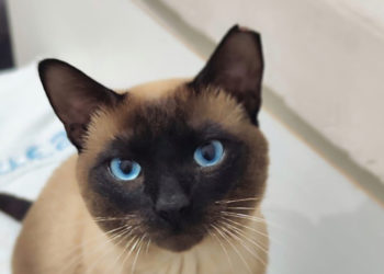 elliot-nuevo-caso-abandono-busca-desesperadamente-hogar-gato