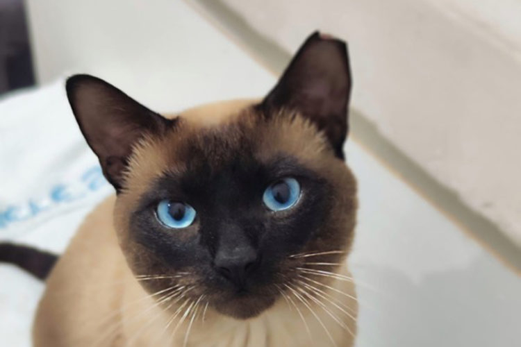 elliot-nuevo-caso-abandono-busca-desesperadamente-hogar-gato