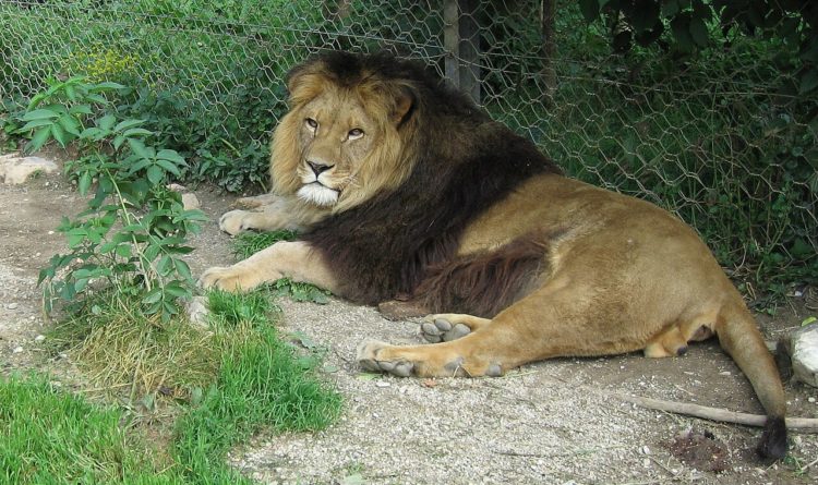 leon-atlas