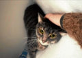 maya-gata-chats-noirs-busca-hogar-1