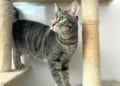 maya-gata-chats-noirs-busca-hogar-2