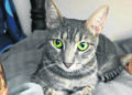 maya-gata-chats-noirs-busca-hogar-3
