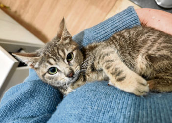 maya-gata-chats-noirs-busca-hogar