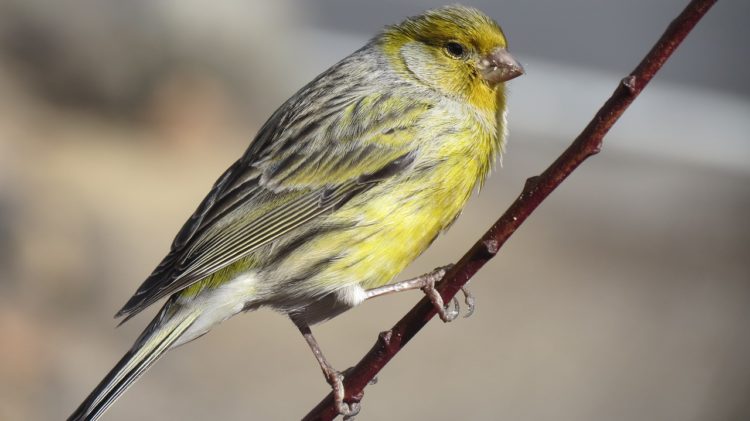 pajaro-canario