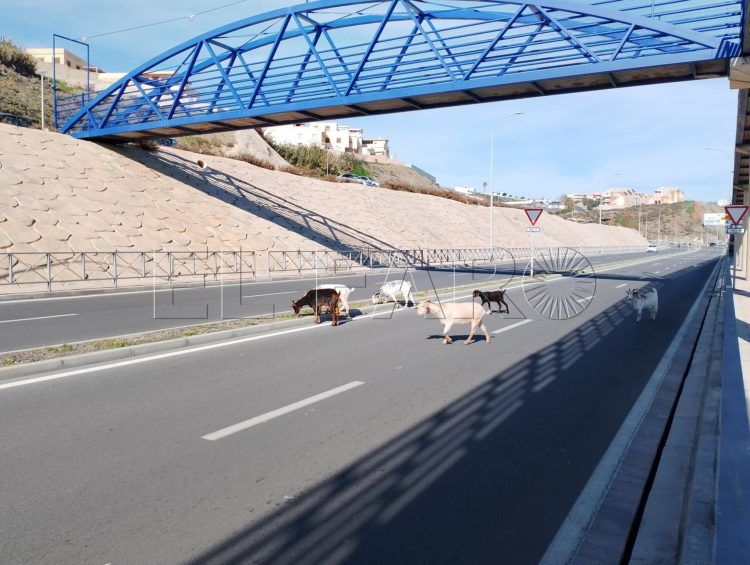 paseo-cabras-frontera-tarajal-1