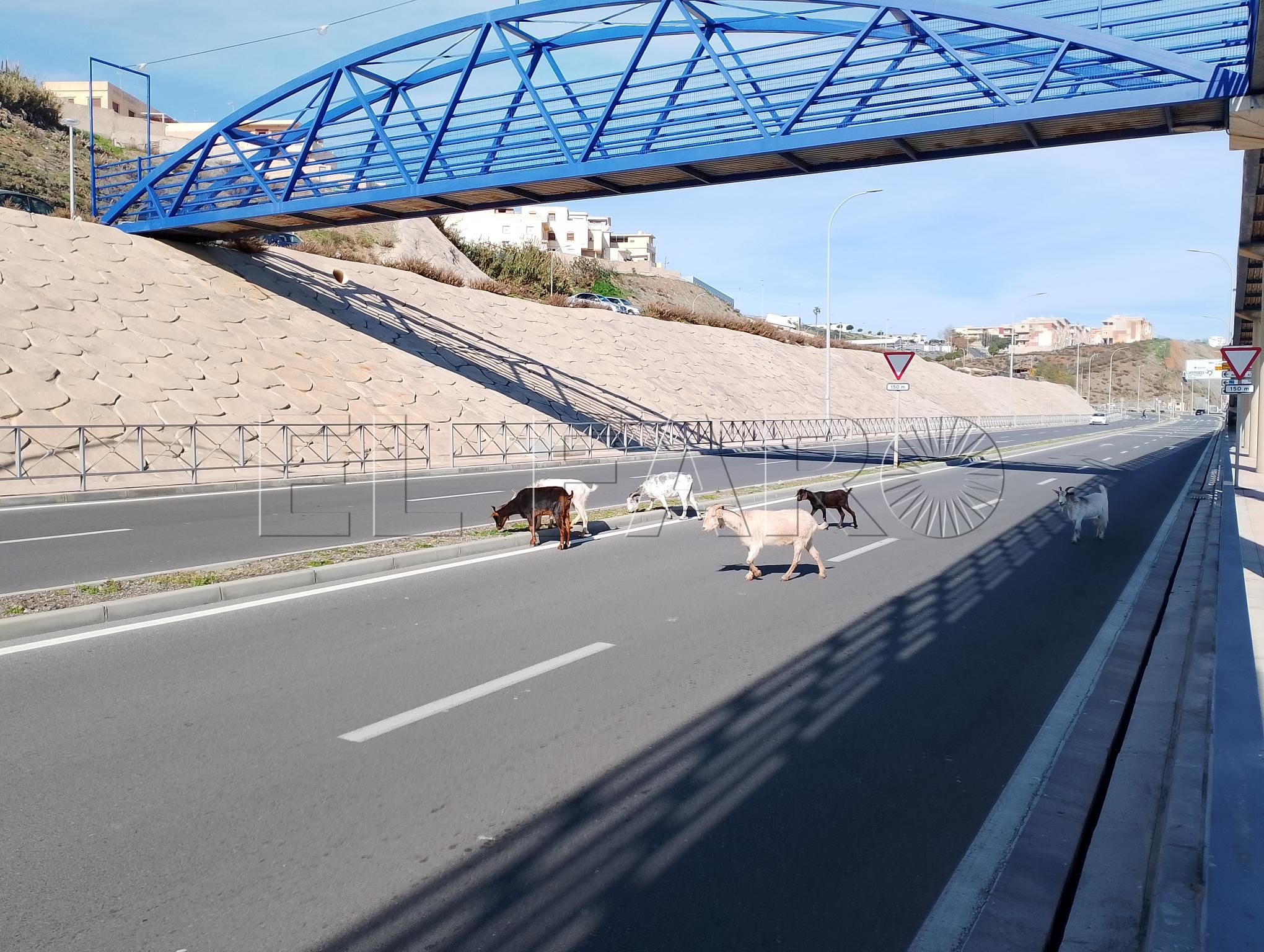 paseo-cabras-frontera-tarajal-1