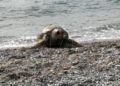 tortuga-muerta-playa-ribera-1