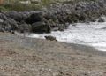 tortuga-muerta-playa-ribera-11