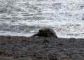 tortuga-muerta-playa-ribera-12