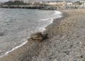 tortuga-muerta-playa-ribera-2