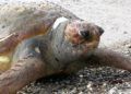 tortuga-muerta-playa-ribera-7