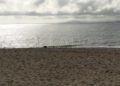 tortuga-muerta-playa-ribera-8