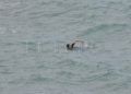 inaccion-marruecos-inmigrantes-cruzan-nado-silencio-oficial-011