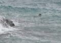 inaccion-marruecos-inmigrantes-cruzan-nado-silencio-oficial-019