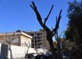 podas-salvajes-arboles-barbaridad-consentida-seo-septem-nostra-003